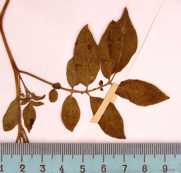 S. phureja  Lectotypus 1654 leaf